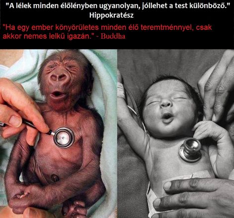 http://csillagszeme.hupont.hu/felhasznalok_uj/2/5/259872/kepfeltoltes/mind-egy.jpg?60411765 http://csillagszeme.hupont.hu/felhasznalok_uj/2/5/259872/kepfeltoltes/mind-egy.jpg?60411765